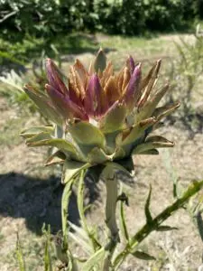 Authentic photograph of a violet artichoke grown on Sant'Erasmo island in the Venetian Lagoon