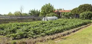 Sant Erasmo artichoke fields