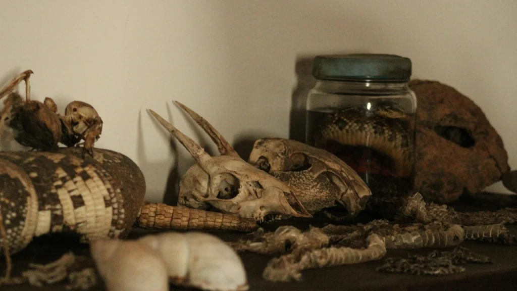 Explore the Wonders of Nature at Museo di Storia Naturale di Venezia