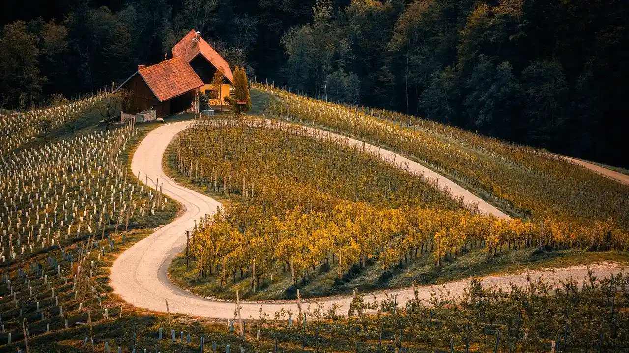 Adopt a Vineyard of Asolo Prosecco Superiore DOCG