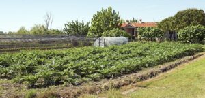 Sant Erasmo artichoke fields