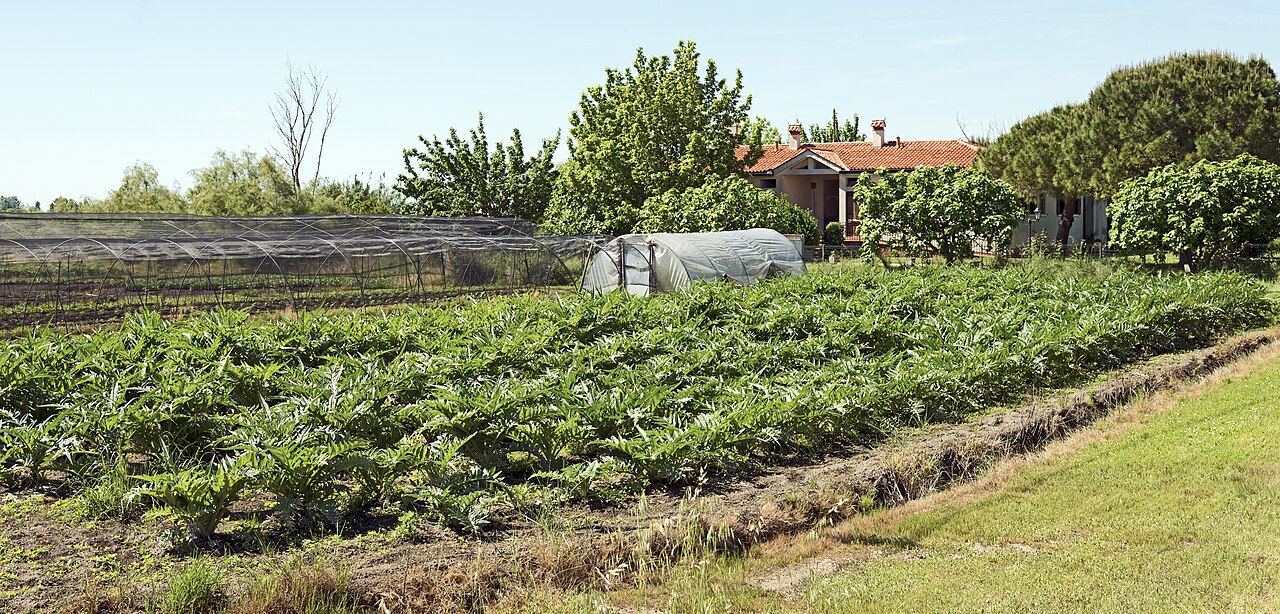 Sant Erasmo artichoke fields